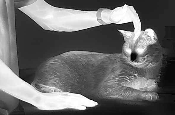 5 Top Reasons Why Thermal Imaging Trumps Traditional Night Vision