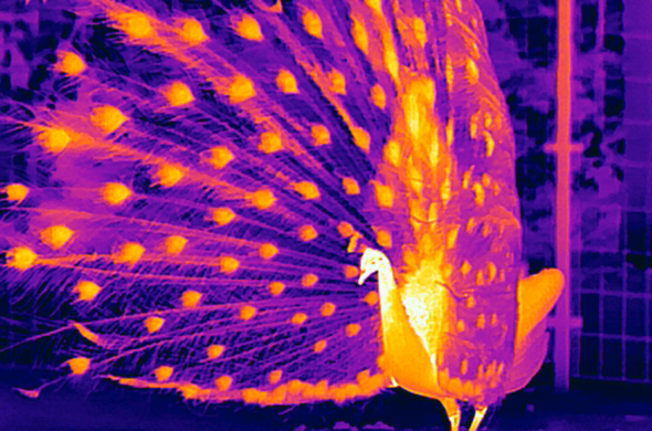 Why High Definition Infrared Camera Core is Important In Thermal Imaging