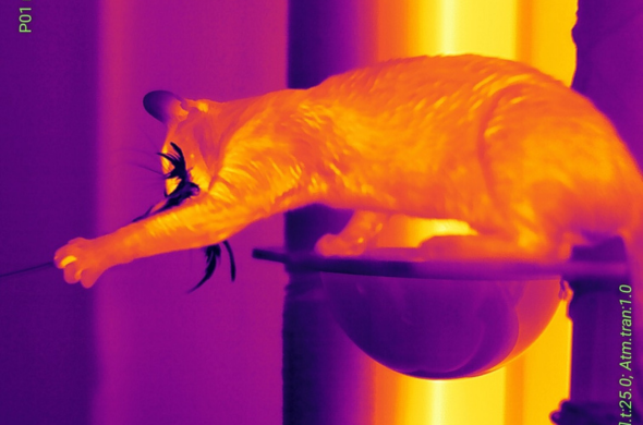 Infrared vs Thermal vs Night Vision: All in One Article