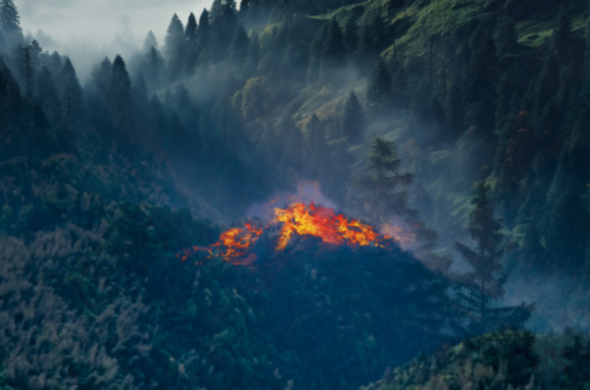 Why It Is Vital to Integrate a Thermal Sensor in Forest Fire Prevention Systems