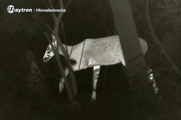 What Automotive OEMs Don’t Know About Using Infrared Thermal Sensors to Prevent Deer Collisions at Night