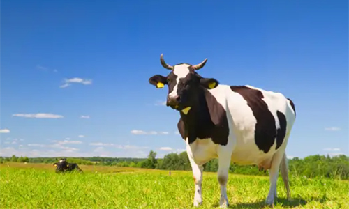 Agricultural and Animal Husbandry Sectors